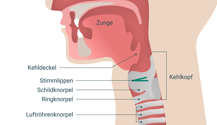 Seitliche Rachen-Kehlkopf-Illustration: Zunge, Kehldeckel, Stimmlippen, Schildknorpel, Ringknorpel, Luftröhrenknorpel; Kehlkopf hervorgehoben